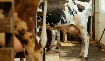 Como transformar uma fazenda deficitária em um negócio lucrativo