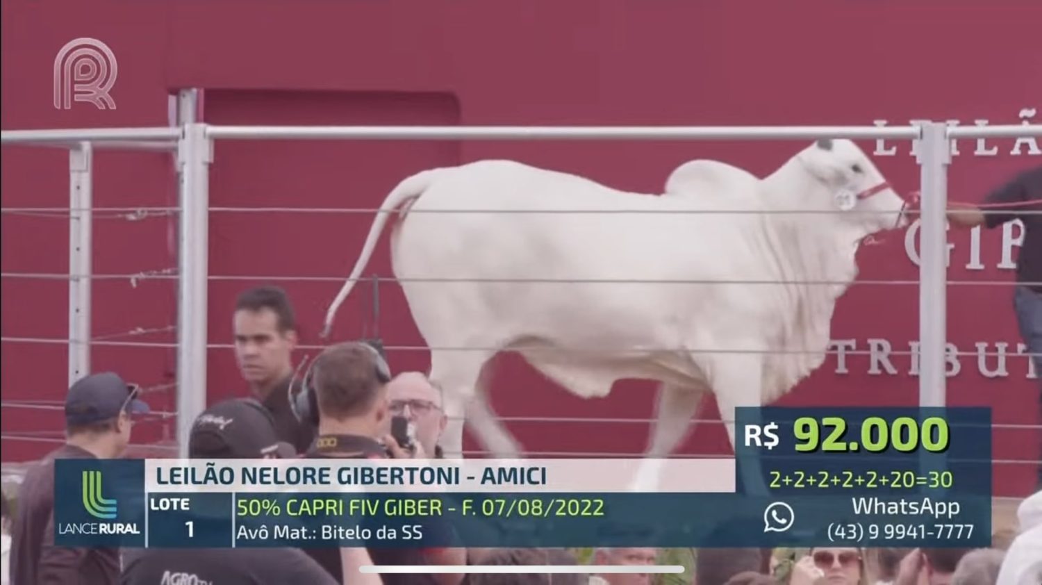 Vaca Nelore – Capri FIV GIBER