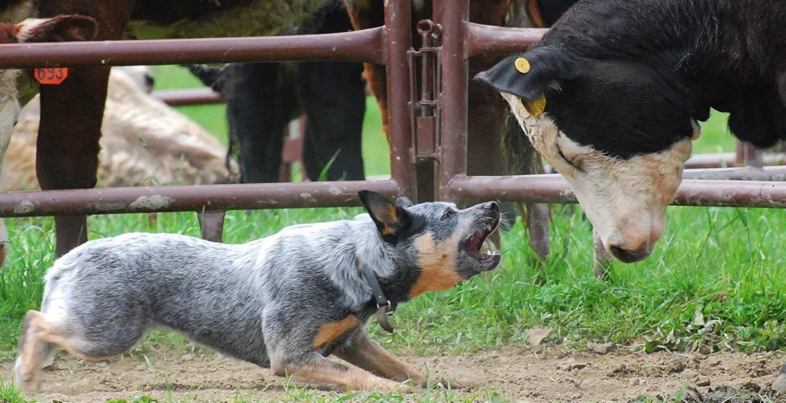 Blue Heeler na lida com gado