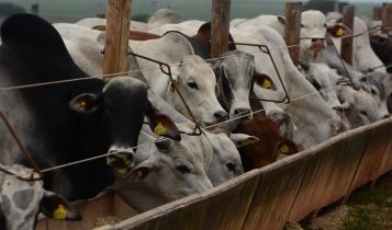 como deixar gado de corte nutrido na seca