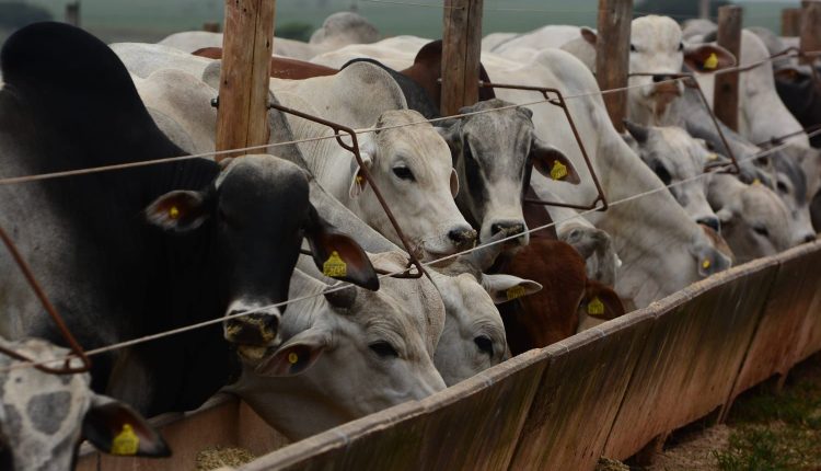 como deixar gado de corte nutrido na seca