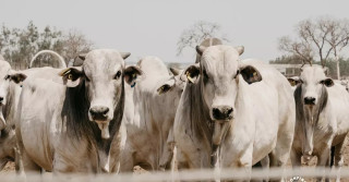 Fazenda Favorita - Nova Crixás-GO - Kikos Ranch