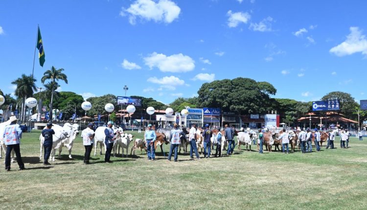 89ª ExpoZebu: confira os resultados dos campeonatos Matriz Modelo e Modelo Frigorífico