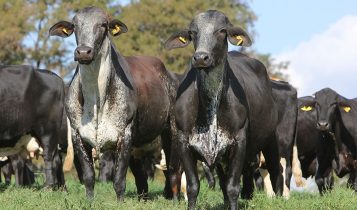 Girolando - produção leiteira