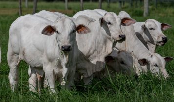 Como otimizar a criação de bezerros e garantir um rebanho mais lucrativo