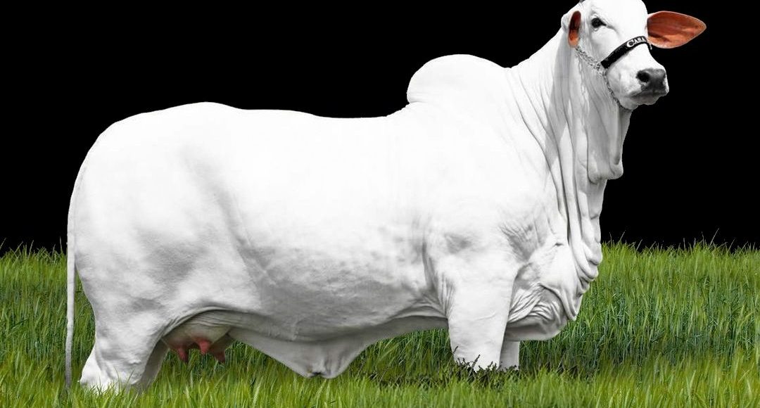 Carina FIV do Kado - Compre Rural