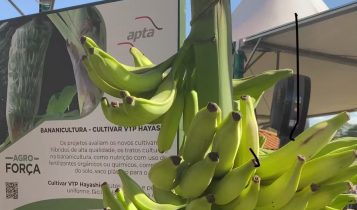 Banana prata VTP Hayashi foi descoberta no município de Sete Barras (SP)