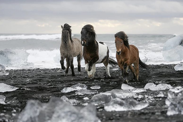 vídeo de cavalos congelados