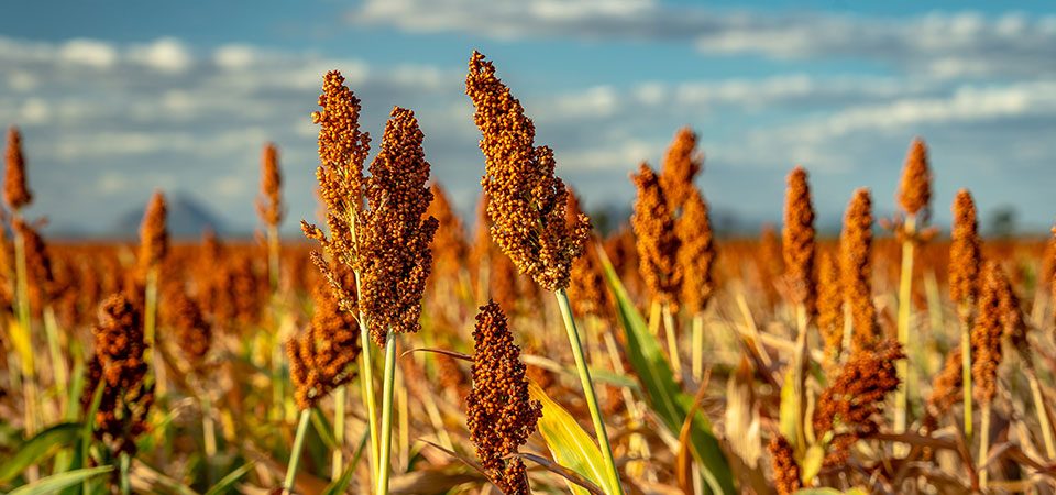 Sorgo: O irmão mais novo do milho