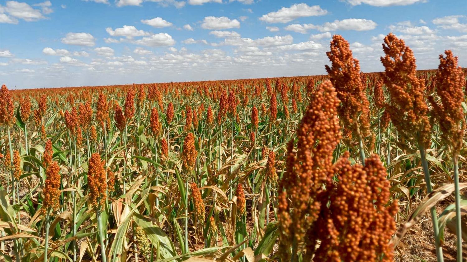 Sorgo: O irmão mais novo do milho