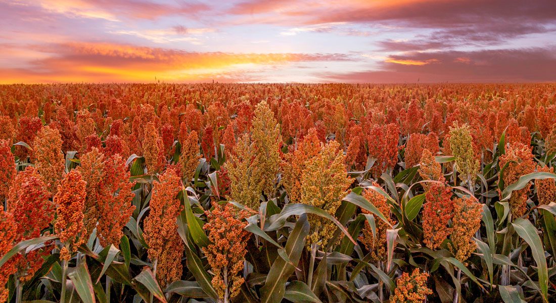 Sorgo: O irmão mais novo do milho