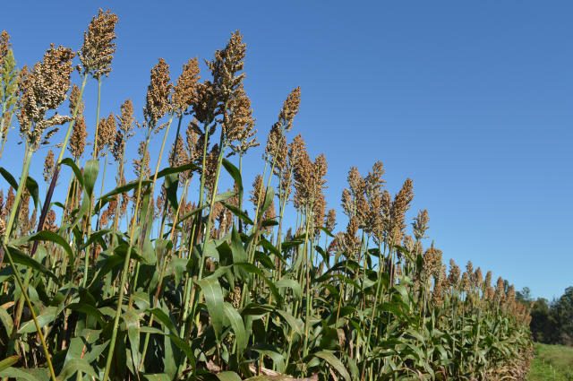 Sorgo: O irmão mais novo do milho