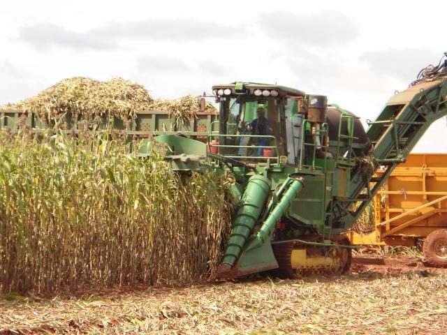 Sorgo: O irmão mais novo do milho