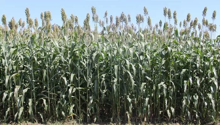 Sorgo: O irmão mais novo do milho