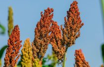 sorgo