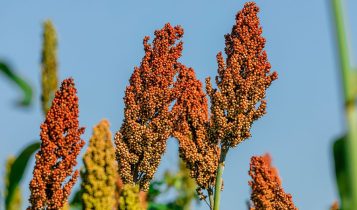 sorgo