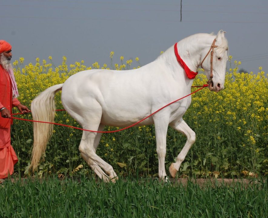 Conheça o cavalo Marwari, famoso por suas orelhas que captam todos os sons