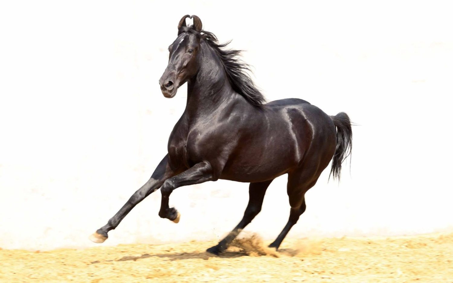 Conheça o cavalo Marwari, famoso por suas orelhas que captam todos os sons