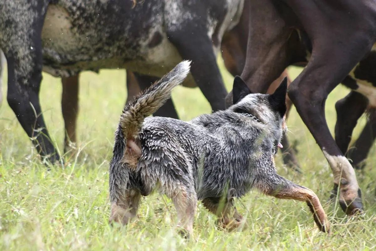 Blue Heeler na lida do gado