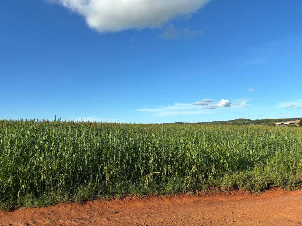 Fazenda aumenta produção de leite em 380% e mostra como