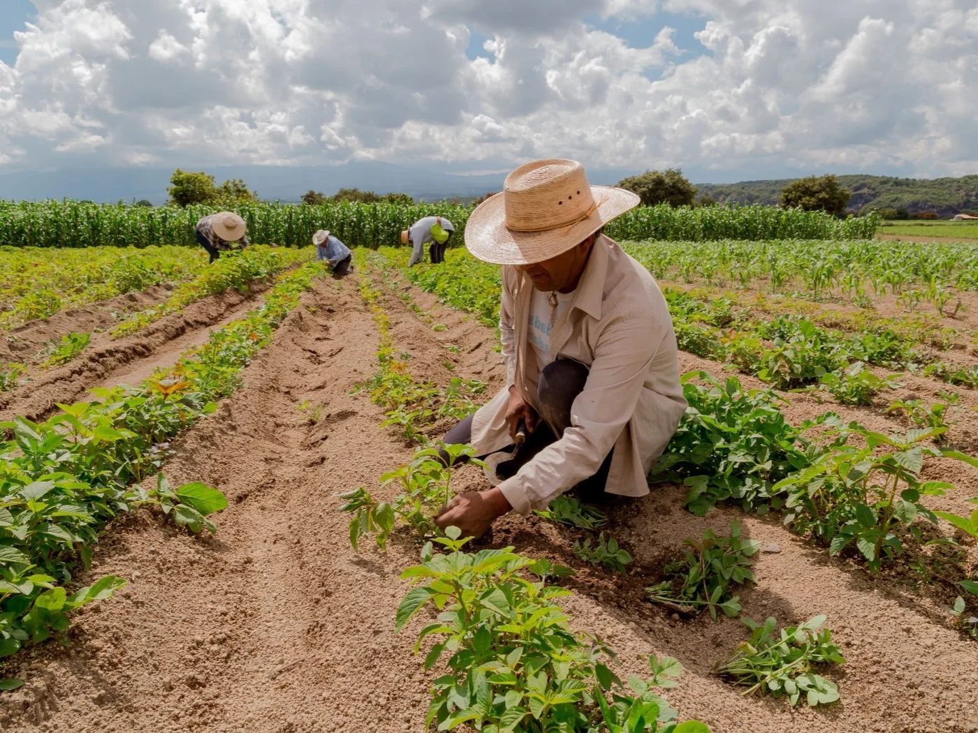 Quais são os diferentes tipos de agricultura praticados no Brasil?