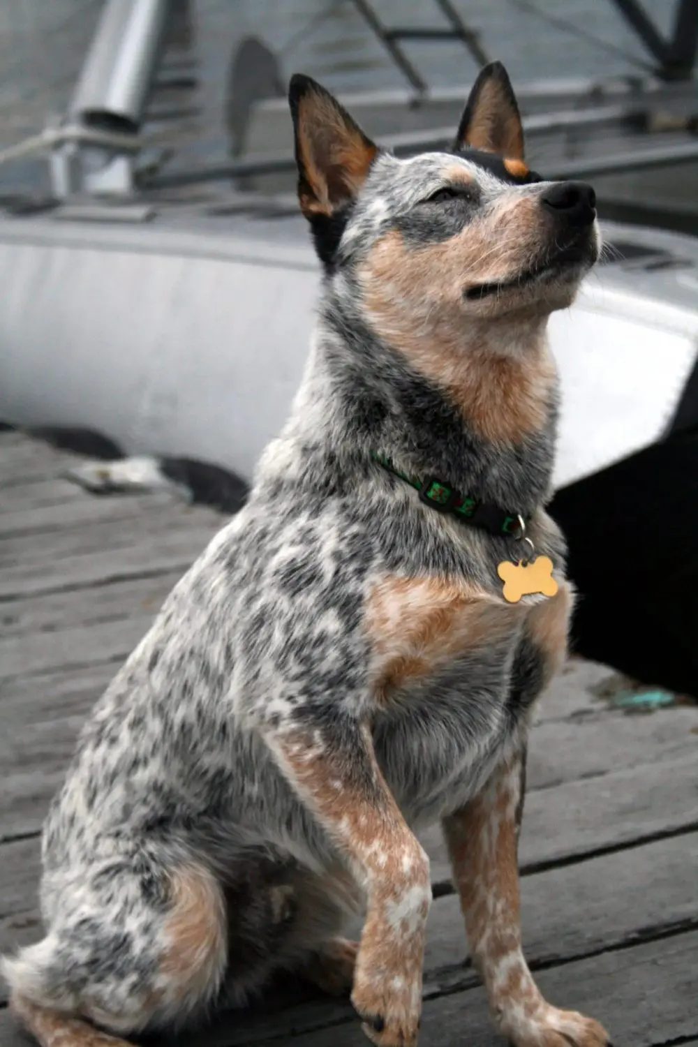 Blue Heeler na lida do gado