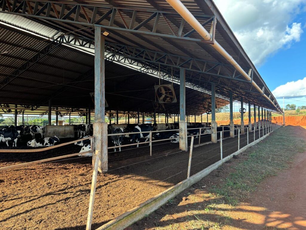 Fazenda aumenta produção de leite em 380% e mostra como