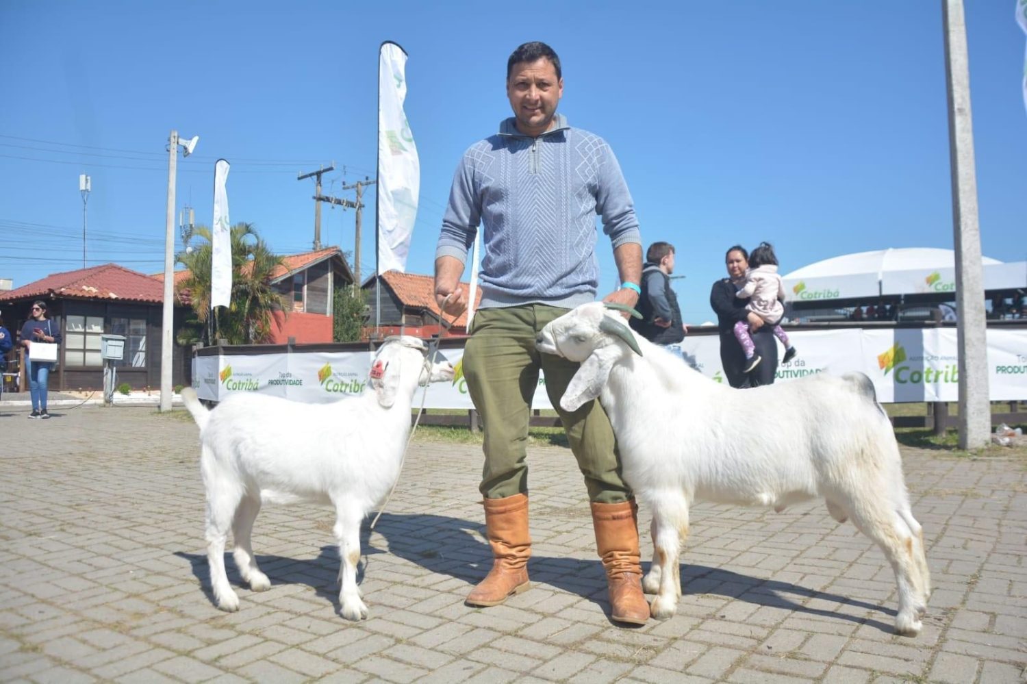 Conheça o Nelore das cabras: A Raça Savana