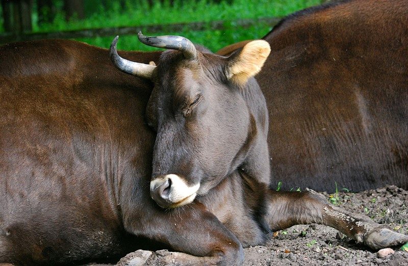 cruzamentos animais