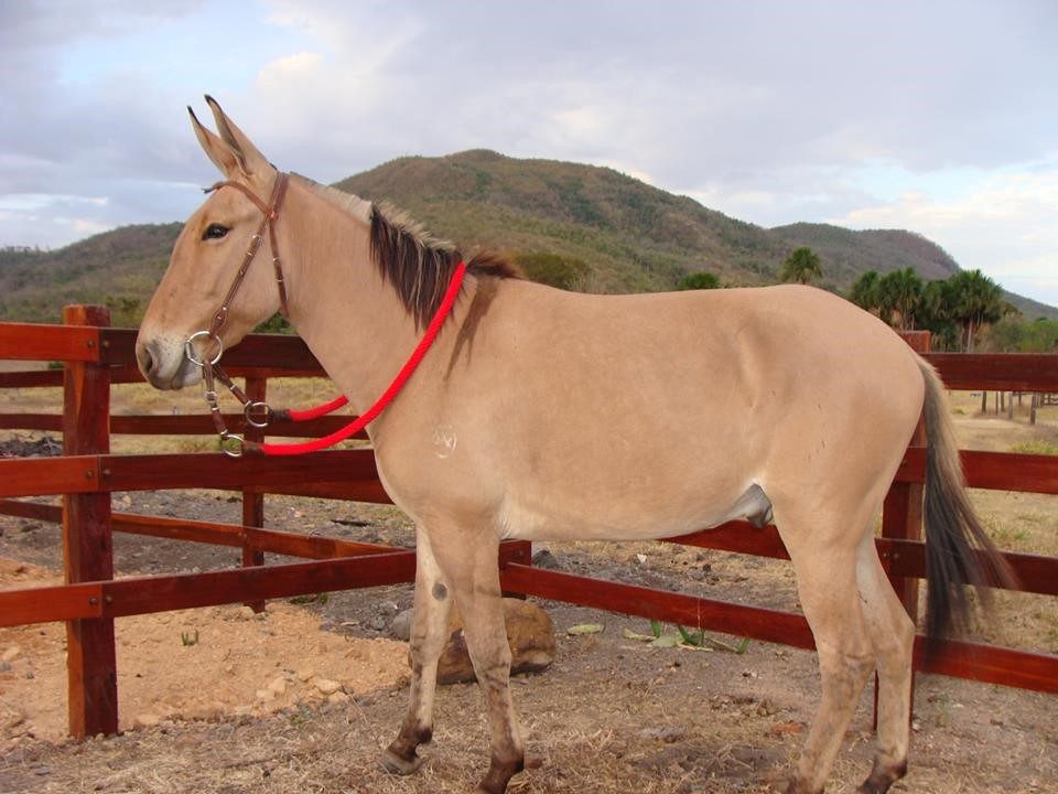 cruzamentos animais