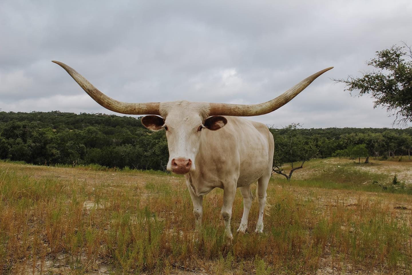 raça bovina do maior chifre do mundo