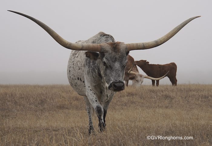 raça bovina do maior chifre do mundo