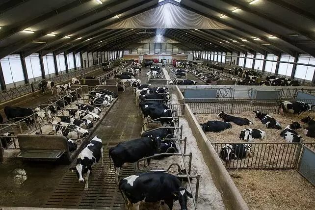 Saiba como prevenir o estresse térmico em vacas leiteiras