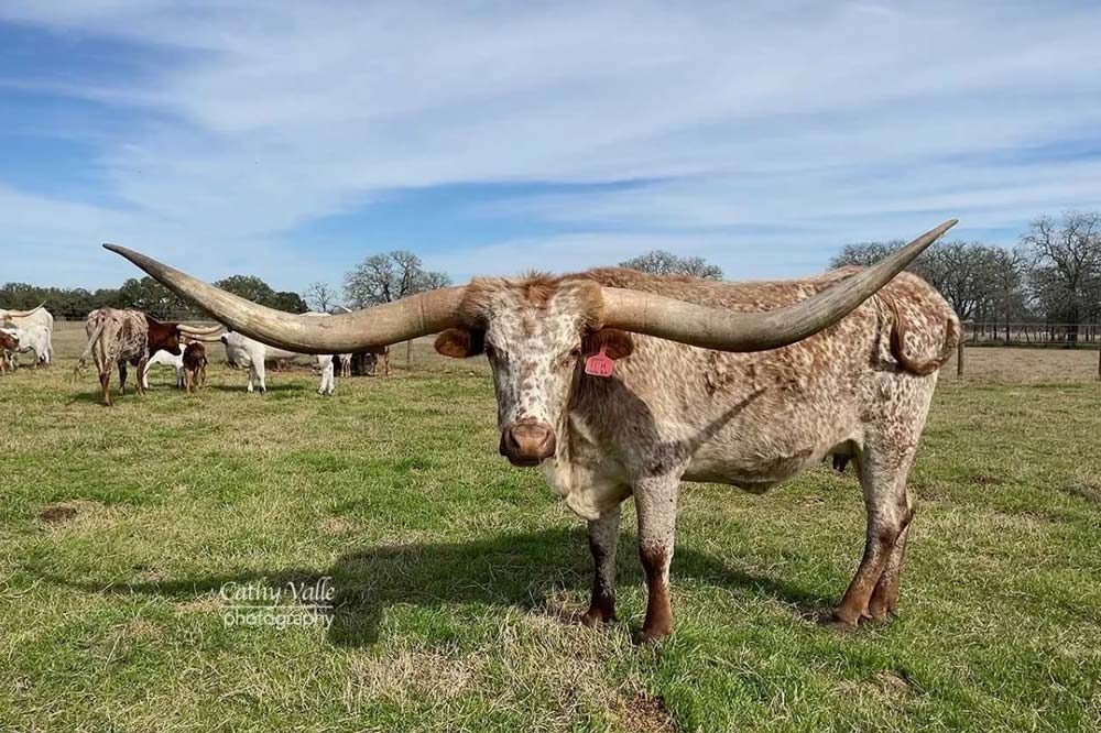 raça bovina do maior chifre do mundo