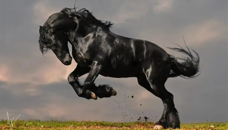 raças de cavalos mais caras do mundo