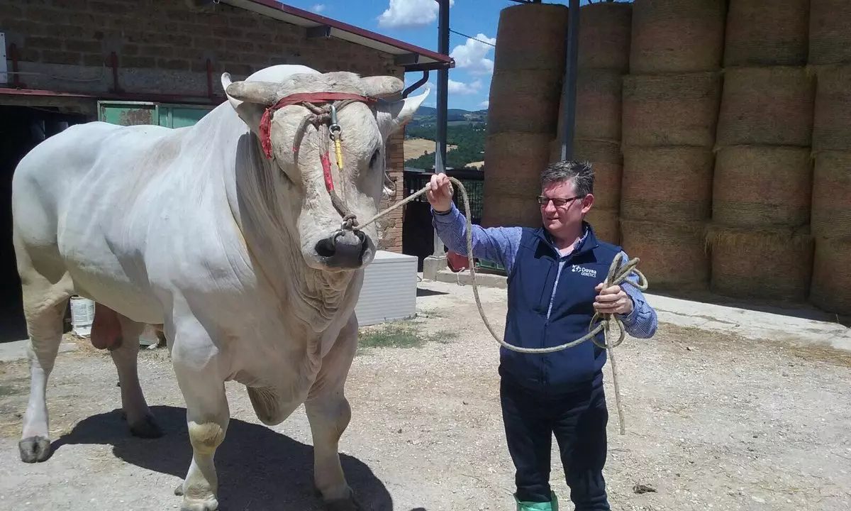 raças de gado que você não conhecia