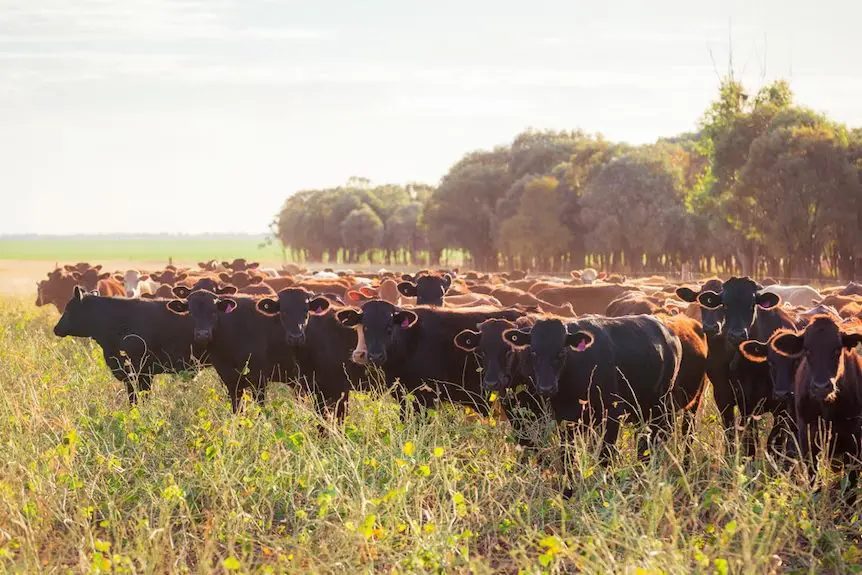 maiores pecuaristas do mundo