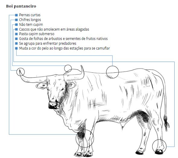 Gado Pantaneiro