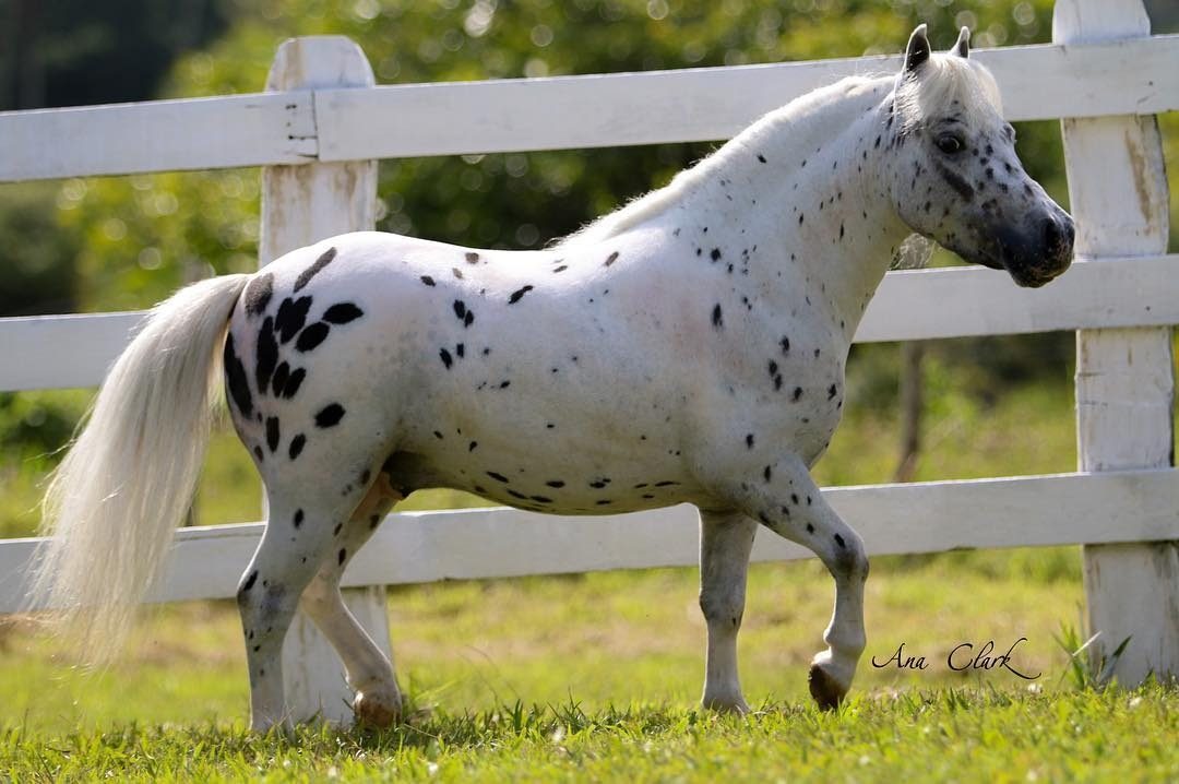 raça de cavalo mais barata do brasil