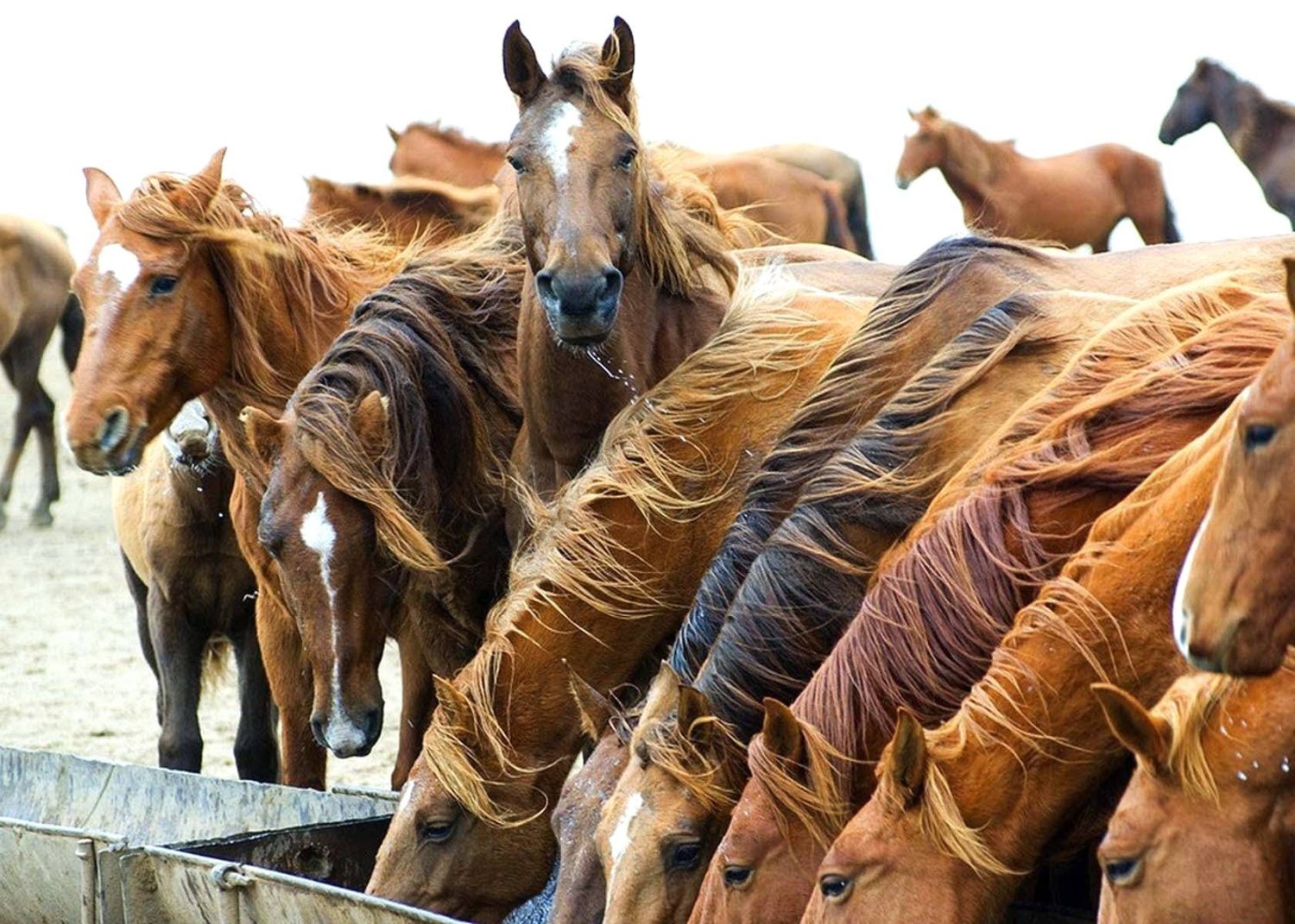 É seguro alimentar cavalos com silagem de sorgo? saiba mais