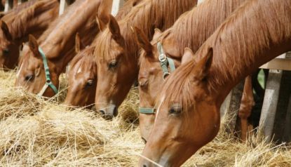 É seguro alimentar cavalos com silagem de sorgo? saiba mais