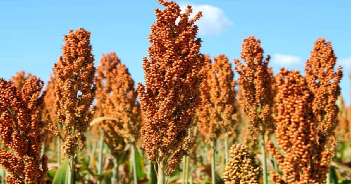 É seguro alimentar cavalos com silagem de sorgo? saiba mais