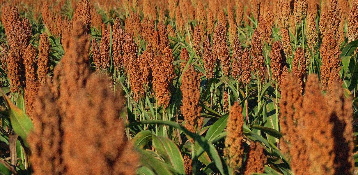 É seguro alimentar cavalos com silagem de sorgo? saiba mais