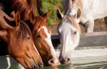 Cavalos sentem emoções? O que os estudos revelam sobre isso?