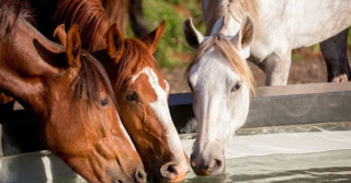 Cavalos sentem emoções? O que os estudos revelam sobre isso?