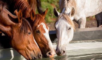 Cavalos sentem emoções? O que os estudos revelam sobre isso?