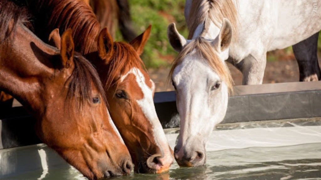 Cavalos sentem emoções? O que os estudos revelam sobre isso?