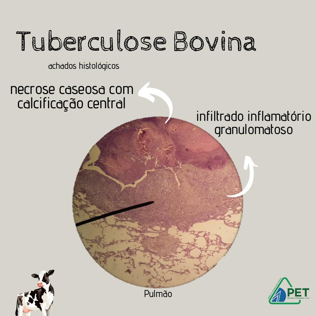 Estudo indica que vacinação em humanos pode  controlar a tuberculose bovina; entenda