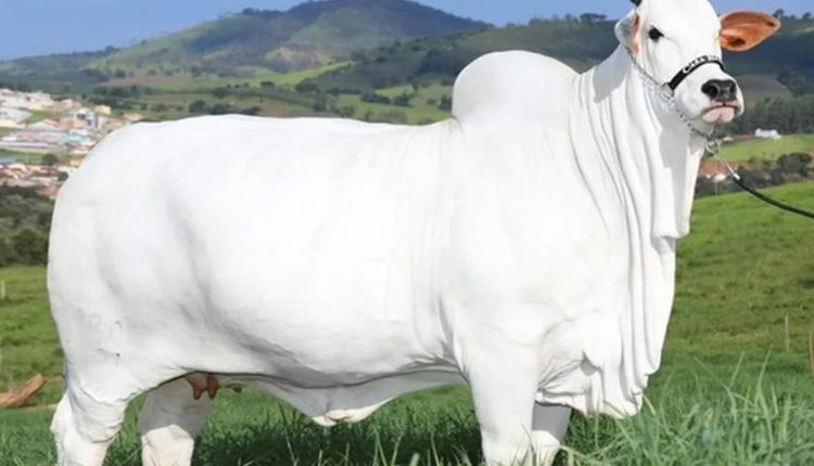 Prenhez da vaca mais cara do mundo bate recorde em leilão que beneficia o RS