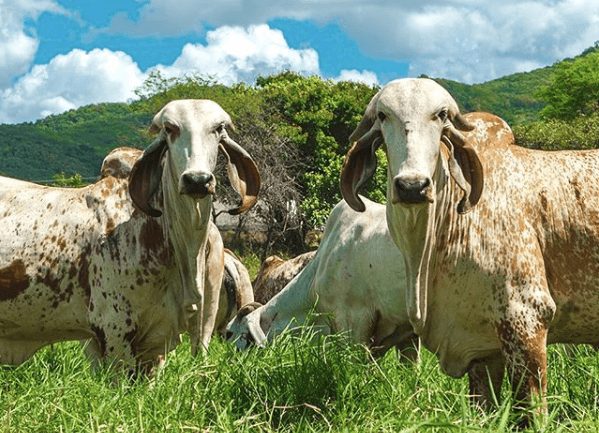 Estudo indica que vacinação em humanos pode  controlar a tuberculose bovina; entenda